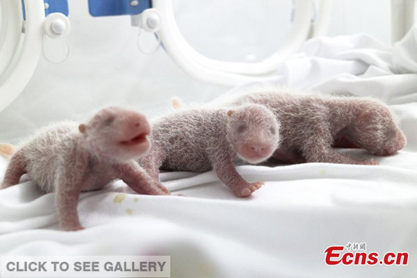 A set of panda triplets are doing well at Changlong Wildlife Zoo in Guangzhou, south China's Guangdong Province. Giant panda "Ju Xiao" gave birth to the three cubs on July 29, 2014. (Photo provided by China Giant Panda Research Center) 