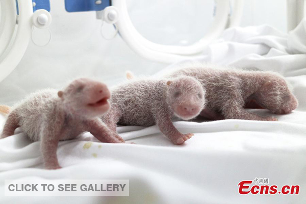 A set of panda triplets are doing well at Chimelong Safari Park in Guangzhou, South China's Guangdong province. Giant panda "Ju Xiao" gave birth to the trio on July 29, 2014. (Photo provided by China Conservation and Research Center for the Giant Panda) 
