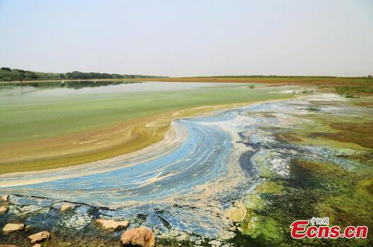 Garbage dump overturns water into stream of oil at a shoal of Hangzhou gulf, Yuyao city, East China's Zhejiang province, Aug 30, 2014. (Photo: China News Service)