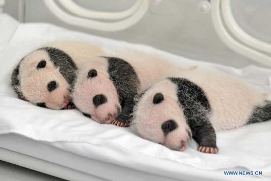 Three newborn giant panda triplets rest in an incubator at the Chimelong Safari Park in Guangzhou, capital of south China's Guangdong province, Aug 22, 2014, the 25th day after their birth. (Xinhua/Chimelong Safari Park)