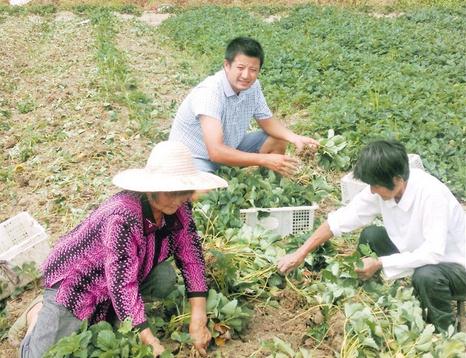 Xia Jianfeng (center) plants strawberries with his workers at his farm in Jinshan District .  Ti Gong/Shanghai Daily