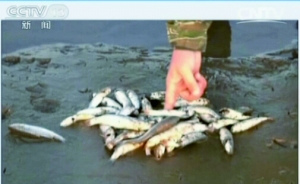 A pile of dead fish is seen near a sea cucumber farming field near northeastern China's Dalian city. Farmers are reportedly using sodium hypochlorite, also known as bleaching powder, and medical hydrogen peroxide to clean the fields, which pollutes the nearby sea waters and poses death threat to marine animals. [Photo: CCTV]