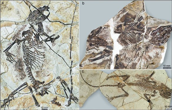 Fossils of the three newly identified mammal species from Northeast China's Liaoning province, which have scientific names of Shenshou lui (a), Xianshou linglong (b) and Xianshou songae (c). The species date from about 160 million years ago. (Photo: China Daily/ Provided by Chinese Academy of Sciences)