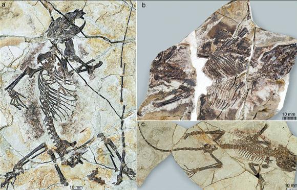 Fossils of the three newly identified mammal species from Northeast China's Liaoning province, which have scientific names of Shenshou lui (a), Xianshou linglong (b) and Xianshou songae (c). The species date from about 160 million years ago. Photo Provided by Chinese Academy of Sciences