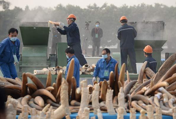 The number of tusked elephants killed is rising because of the ivory trade. XINHUA 