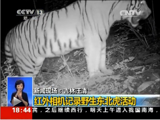 A wild Siberian tiger is captured by camera traps in Wangqing National Nature Reserve in the Yanbian Korean Autonomous Prefecture, northeast China's Jilin province, at 6:20 pm on Sept. 1, 2014. [Video clip]