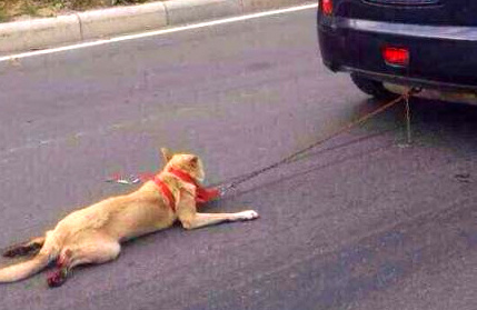 This photo shows the dog chained to the back of a car and being dragged along a road. Its hind legs seem to be bleeding. Photo from Sina Weibo on Saturday. [Photo/weibo.com]