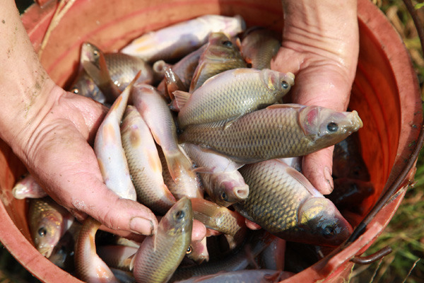 Asian carp caught in Longshui, a village in the Guangxi Zhuang autonomous region, are shown in October.  Wang Zichuang / For China Daily  