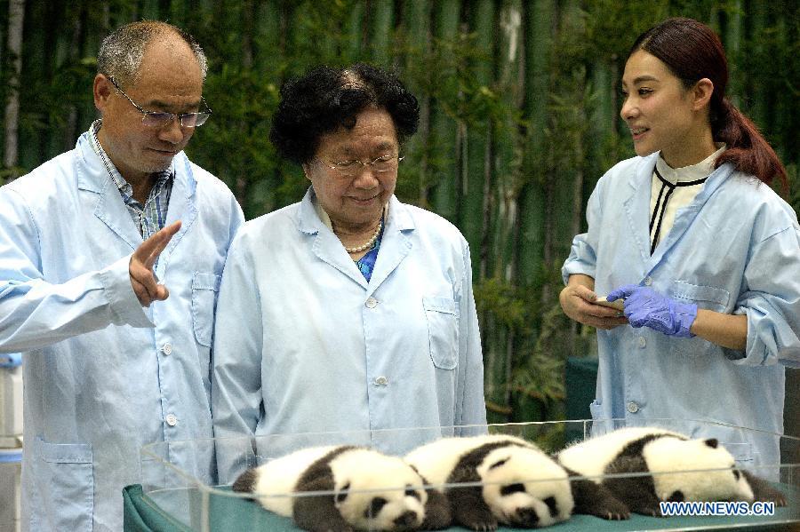 Former Olympic gymnastics champions Li Ning (L) and Liu Xuan (R) visit three newborn giant panda triplets at the Chimelong Safari Park in Guangzhou, capital of south China's Guangdong province, Sept 20, 2014.  (Xinhua/Liu Dawei) 