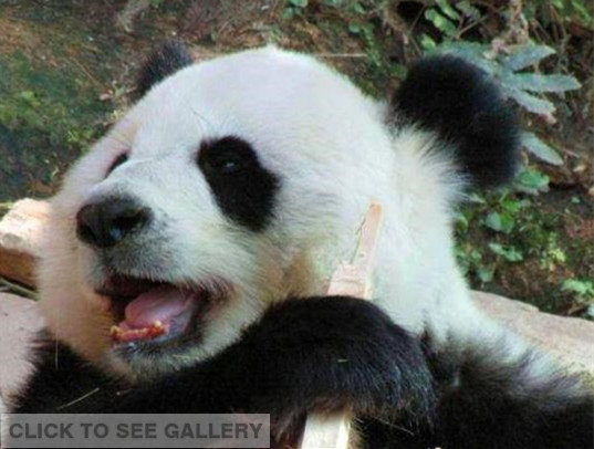 An online video clip about a panda with rotten teeth at a Thailand zoo has made a splash among netizens who are upset to see the black-and-white bear is badly kept. [Photo: Weibo account of Sing Sian Yer Pao Daily]