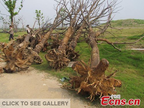 Workers remove dead trees in Jianye district of Nanjing, Jiangsu province on September 9, 2014. Trees all died after the Youth Olympic Games.