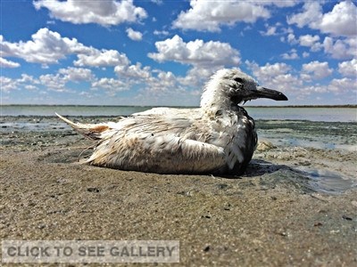 A dying bird at the polluted lake in Wushenzhao town of Inner Mongolia at the hinterland of the Mu Us (Ordos) Desert. (Photo: the Beijing News)