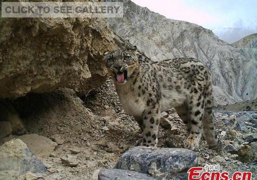 A wild snow leopard was photographed in Qomolangma National Nature Reserve in West China's Tibet Autonomous Region, according to a snow leopard conservation center in Tibet on Wednesday, September 24, 2014. [Photo/ China News Service] 