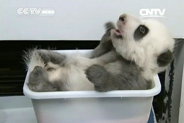 Nine panda cubs have made their public debut at the Chengdu Giant Panda Research Base in Southwest China. (Photo/CNTV)