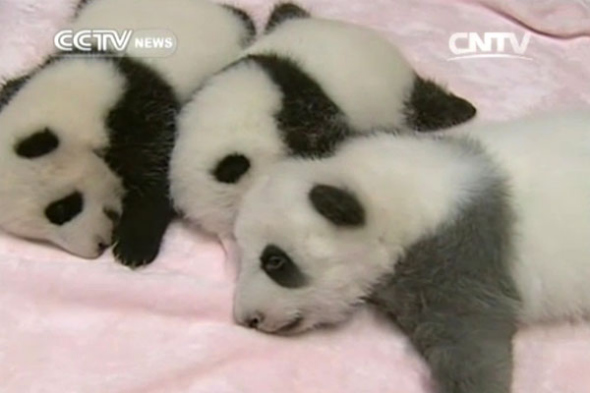 Nine panda cubs have made their public debut at the Chengdu Giant Panda Research Base in Southwest China. (Photo/CNTV)