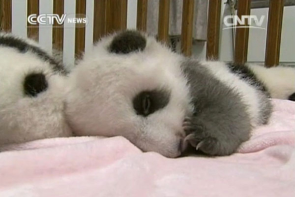Nine panda cubs have made their public debut at the Chengdu Giant Panda Research Base in Southwest China. (Photo/CNTV)