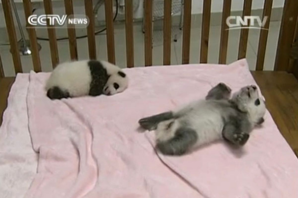 Nine panda cubs have made their public debut at the Chengdu Giant Panda Research Base in Southwest China. (Photo/CNTV)