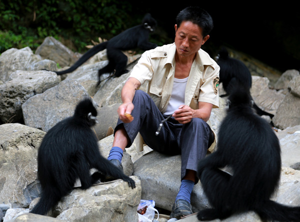Xiao Zhijin feeds Francois' langurs in a nature reserve in Guiyang, Guizhou province, in September. YANG JUN/CHINA DAILY  