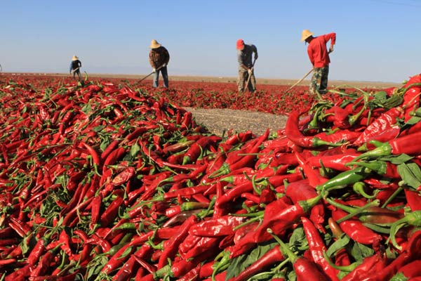 Farmers of the 10th Division of the Xinjiang Production and Construction Corps, also known as the Bingtuan, dry peppers in the Gobi Desert. The Coprs has played a significant role in developing the region. Its also expected to play a strategic role in the new battle against separatism, extremism and terrorism. ZHANG XIAN / XINHUA 