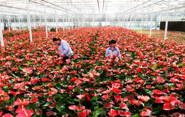 Gardeners conduct routine check on the plants in a green house at Binhai International Flower Science Park in North China's harbor city of Tianjin, on Oct 13, 2014. [Photo/Xinhua]