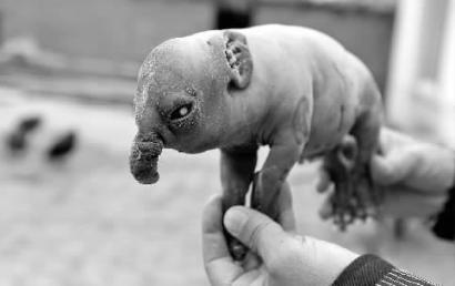 A weird-looking piglet with an elephant trunk was born in the city of Jilin in northeast China's Jilin province.