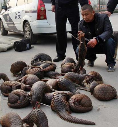 A suspect holds a pangolin after police stopped a vehicle carrying 39 of the animals in Fangchenggang, the Guangxi Zhuang autonomous region, in January. TANG RENYANG / FOR CHINA DAILY   