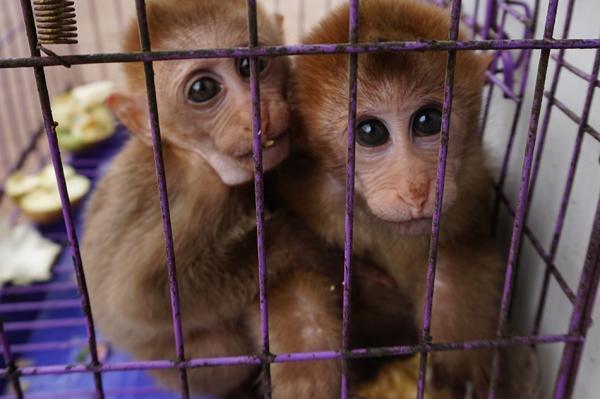 Photo taken on Oct 23, 2014 shows two caged baby rhesus monkeys in a restaurant in Jiangcheng County, Pu'er City in southwest China's Yunnan Province. [Photo: ThePaper.cn]
