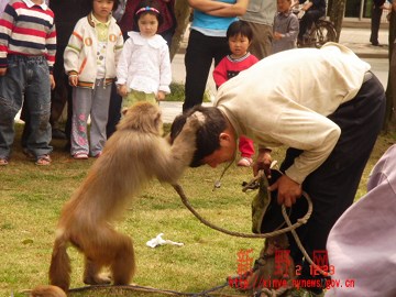 File photo shows the monkey busking trick in Xinye county.[Photo: xinye.01ny.cn]