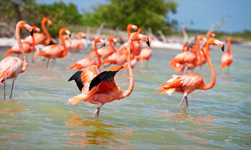 Pink flamingos, a natural wonder of Yucatan. (Photo: Courtesy of the Consulate General of Mexico in Shanghai)