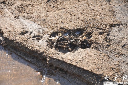 A footprint of a suspected wild Siberian tiger is seen in a village in northeast China's Heilongjiang province. (Photo/Chinanews.com)