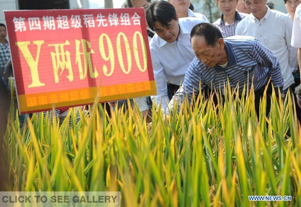 Yuan Longping (R, front), known in China as "the father of hybrid rice," checks the condition of hybrid rice in Hongxing Village of Xupu County, central China's Hunan province, Oct 10, 2014. A team led by Yuan Longping has achieved a record for hybrid rice production with an average yield of 1,026.7 kilograms per mu (0.0667 hectare), an official with the Ministry of Agriculture said on Friday. (Xinhua/Li Ga) 