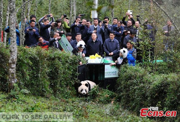 Female panda Xue Xue takes her first steps into the wild at Liziping Nature Reserve in Sichuan province on Tuesday, October 14, 2014. The 2-year-old panda was lured out by staff members of the reserve who dressed in panda costumes. [Photo/ An Yuan] 