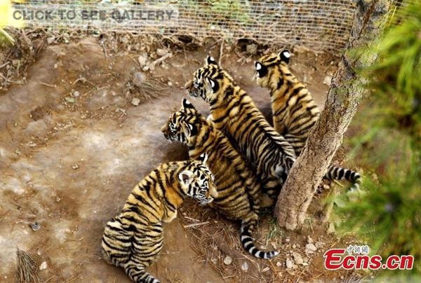 Quadruplet Siberian tiger cubs are seen playing at a zoo in Xining, Qinghai province on Thursday, October 23, 2014. [Photo: China News Service/ Guo Xueyuan] 
