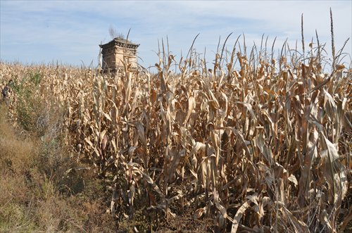 A pagoda standing in a cornfield in a village in Shanxi Province. Even though it is registered as a cultural relic, the pagoda needs urgent repairs, as it has started to lean and parts of it have been stolen. Photo: Zhang Yiqian/GT
