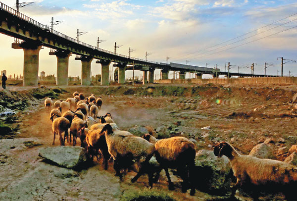 In a contrast of traditional rural life and modern development, sheep walk near an overpass of the high-speed Lanzhou-Xinjiang Railway in Hami prefecture of the Xinjiang Uygur autonomous region in September. Cai Zengle / Xinhua