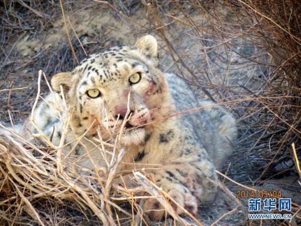 Photo of a snow leopard was taken on March 4, 2014. [Photo/Xinhua]
