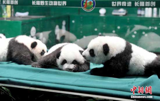The only living panda triplets made their first public appearance in Guangzhou. (Photo: Chinanews.com)