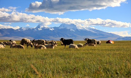 A flock of sheep and yaks walk by Lake Manasarovar in Ngari prefecture. Photo: Courtesy of Hu Wei