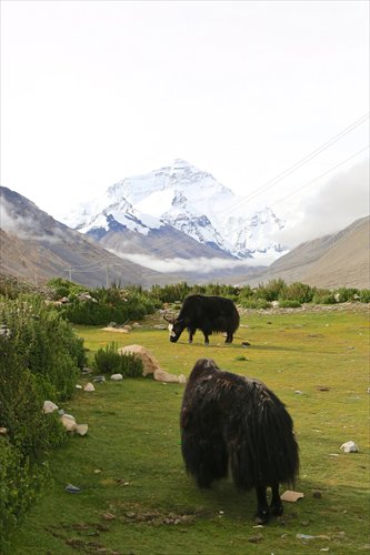 A black yak eats grass in South Tibet. Photo: Courtesy of Hu Wei