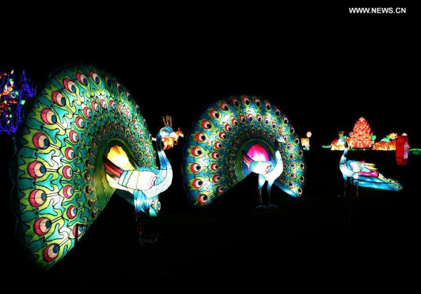 Peacock-shaped lanterns are seen at the illumination ceremony for the Chinese Festival of Light in Longleat of Wiltshire, southwest England, on Nov 12, 2014. (Xinhua/Han Yan) 