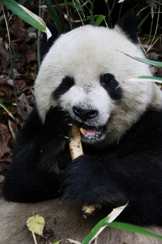 A wild giant panda munches on the leg bone of a dead animal. (Photo/Chinanews.com)