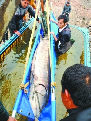 A giant Chinese sturgeon, measuring up to 3.3 meters long and weighing up to 772 pounds, was accidentally caught by a fisherman on Nov. 15 in the Yangtze River in China. [Photo/youth.cn]