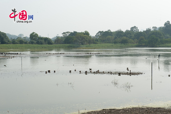 Scenery of the Hong Kong Wetland Park [Photo by Chen Boyuan / China.org.cn] 