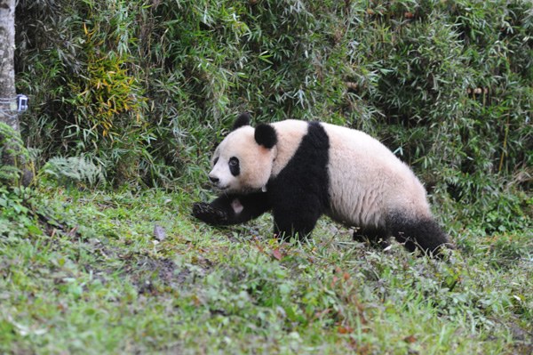 Giant panda Xue Xue is released into the wild at the Liziping Nature Reserve in Shimian in Southwest China's Sichuan province on Oct 14. After two years' training in habitat selection, foraging, and avoidance of natural enemies, it's believed the 2-year-old female will be able to survive in the natural habitat. Xue Xue was the fourth panda to be released, following Xiang Xiang, Tao Tao and Zhang Xiang. XUE YUBIN/XINHUA