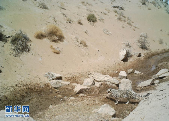 Photo taken on April 25, 2014 shows a snow leopard in Altunshan Nature Reserve of northwest China's Xinjiang Uygur Autonomous Region. This is also the first time that snow leopard caught on camera in this area. (Xinhua photo)