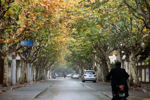 Plane tree leaves on Fuxing Road Middle are changing color. Photo: Yang Hui/GT