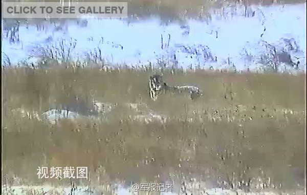 The Siberian tiger photographed in Northeast China's Heilongjiang province has been proved as the one that roamed into China after being set free by Russian President Vladimir Putin, according to local forestry authorities. [Photo/ Weibo account of PLA Daily]