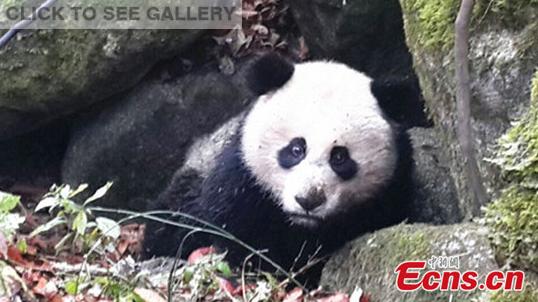 The three-year-old panda hides in a rock cave on Monday, Nov. 17. (Photo: China News)
