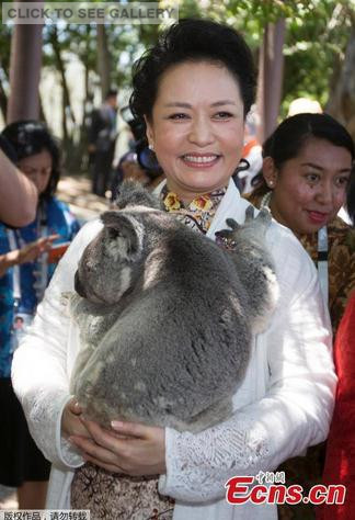 Peng Liyuan, wife of China's President Xi Jinping, holds a koala during a visit to the Lone Pine Koala Sanctuary as part of the G-20 Leaders Spouse program in Brisbane, Australia on November 15, 2014. [Photo/ Agencies]