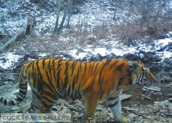 The Siberian tiger photographed in Northeast China's Heilongjiang province has been proved as the one that roamed into China after being set free by Russian President Vladimir Putin, according to local forestry authorities. [Photo/ Weibo account of PLA Daily] 